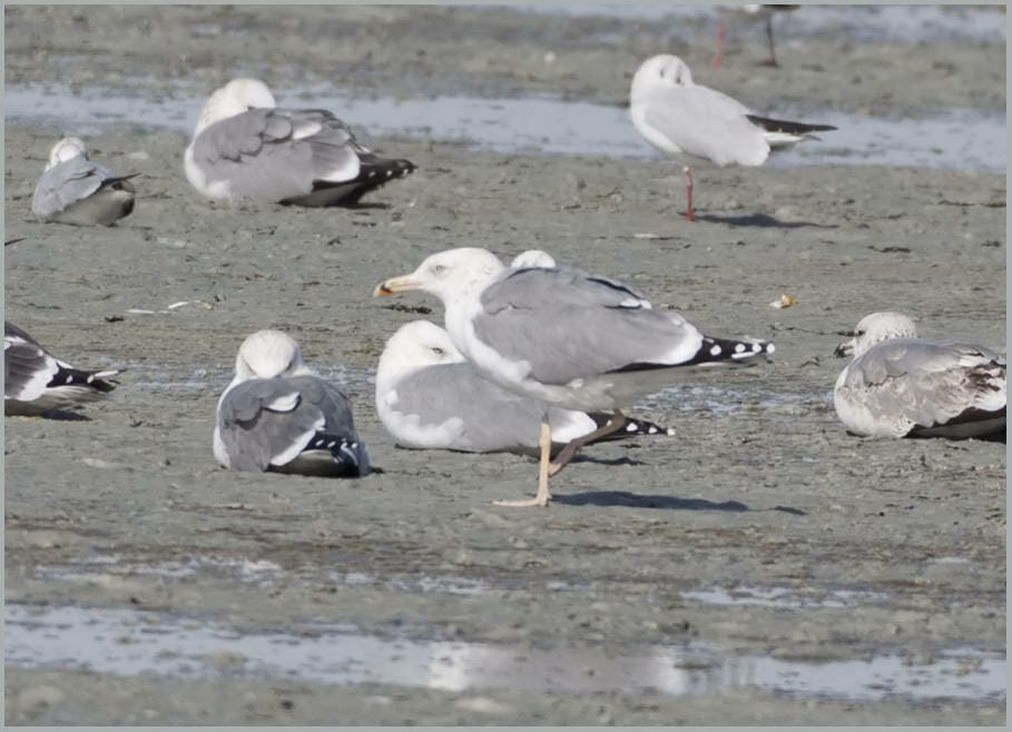 Caspian Gull standing on the ground