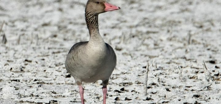 Eastern Greylag Goose standing on the ground