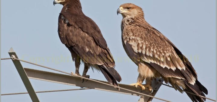 Greater Spotted Eagle left and Eastern Imperial Eagle perched on a pylon