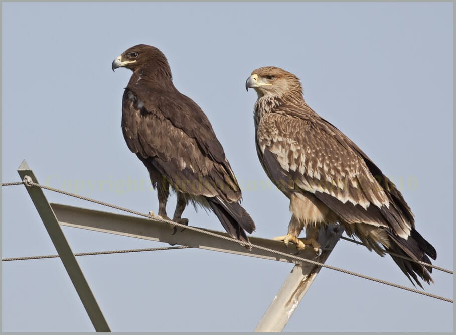 Greater Spotted Eagle Aquila clanga left and Eastern Imperial Eagle Aquia heliaca 