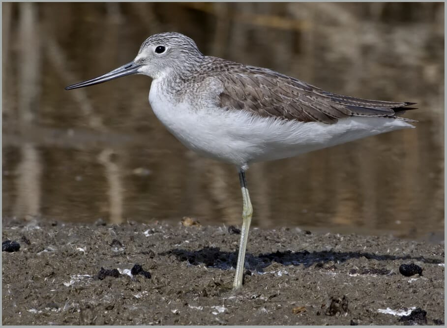 Common Greenshank Tringa nebularia