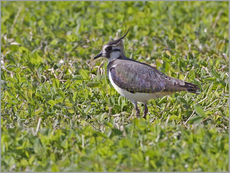 Northern Lapwing standing on the ground