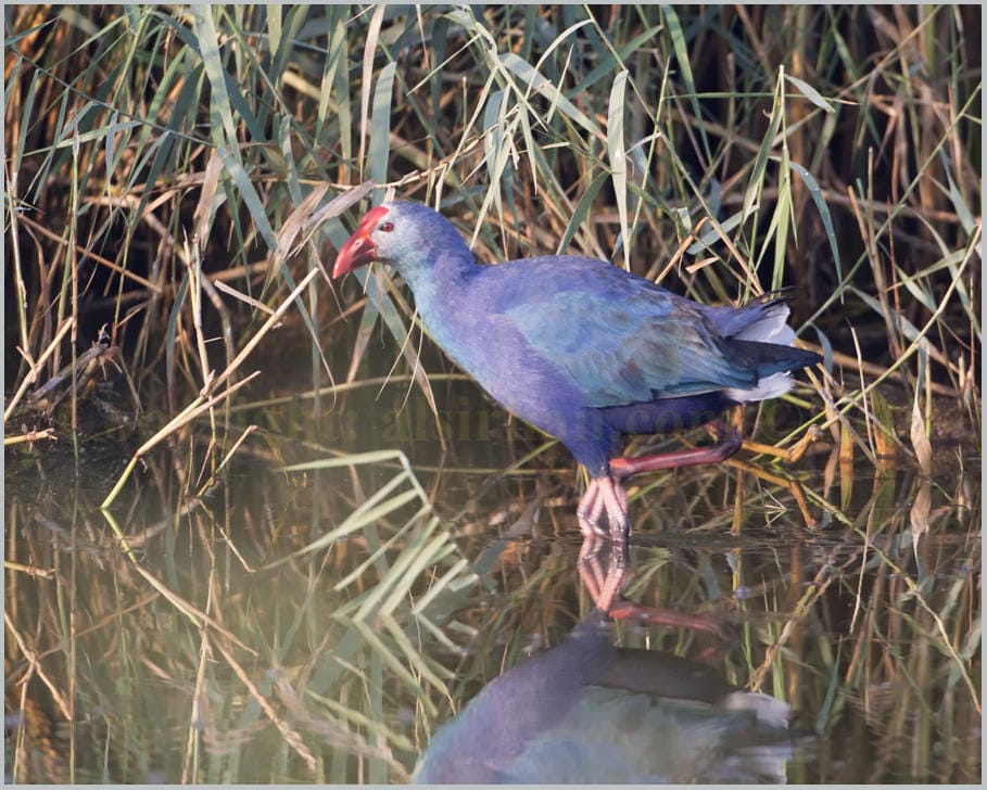 Purple Swamphen Porphyrio porphyrio 