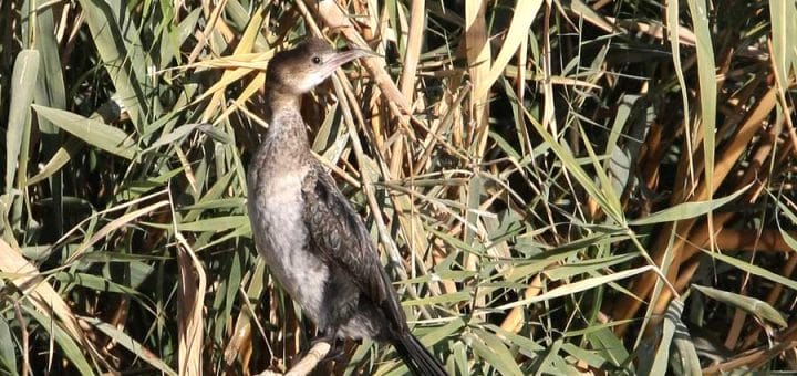 Pygmy Cormorant perched on reeds
