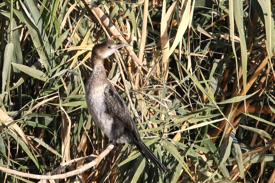 Pygmy Cormorant perched on reeds