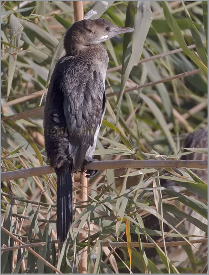 Juvenile Pygmy Cormorant Phalacrocorax pygmeus