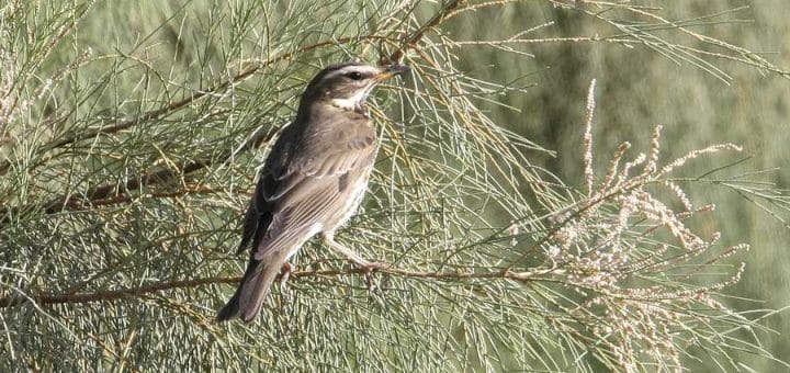 Redwing perched on a tree