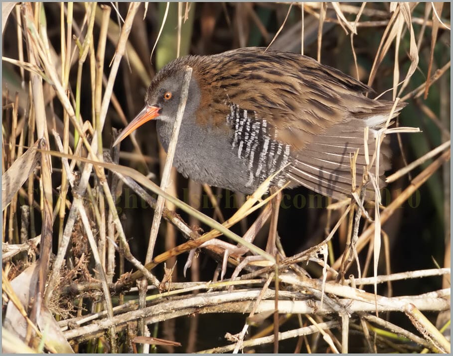 Water Rail in dry reed bed stems
