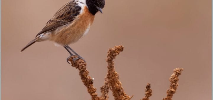 European Stonechat Saxicola rubicola