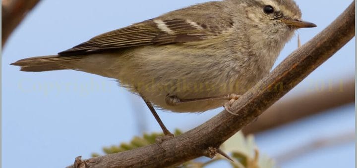 Hume's Leaf Warbler Phylloscopus humei