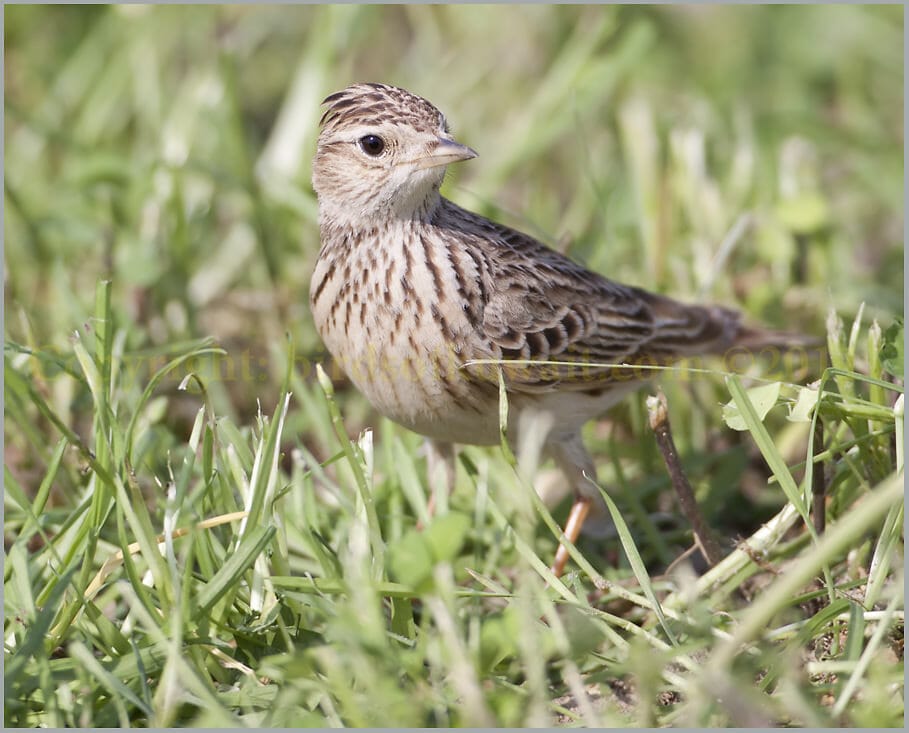 Oriental Skylark Alauda gulgula