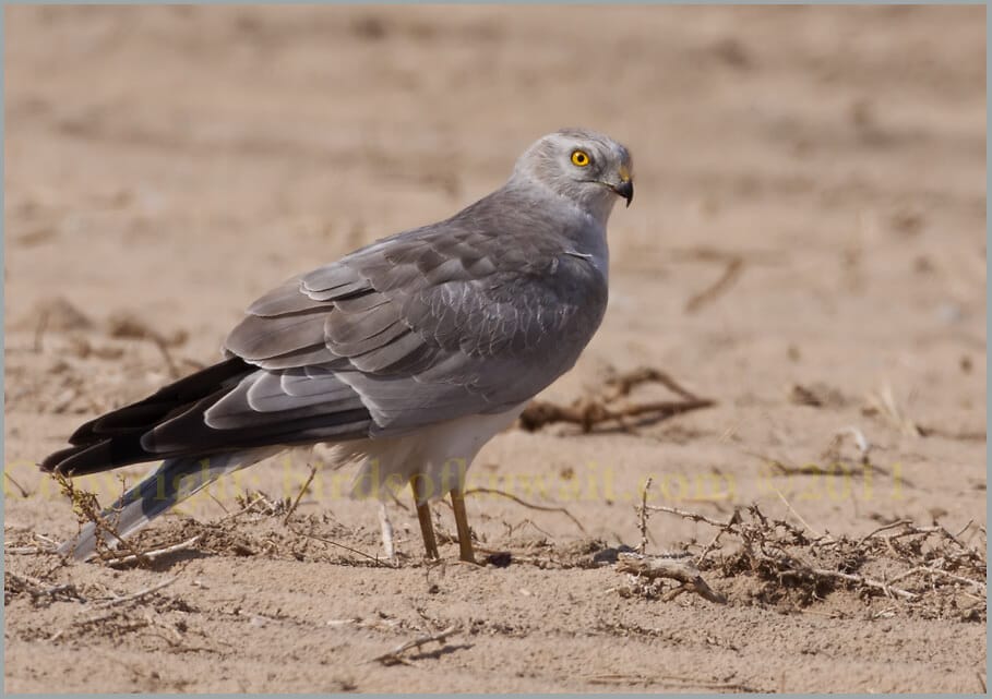 Pallid Harrier Circus macrourus 