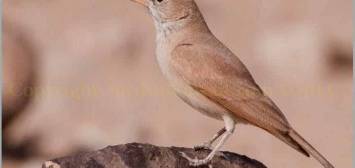 Desert Lark perched on a rock
