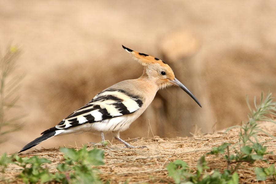 Eurasian Hoopoe feeding on the ground