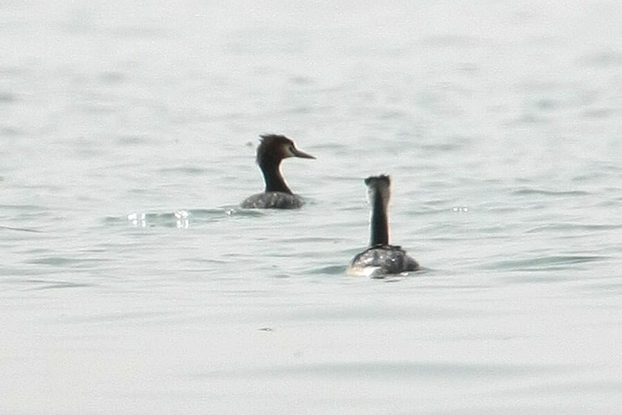 Two Great Crested Grebes swimming on water