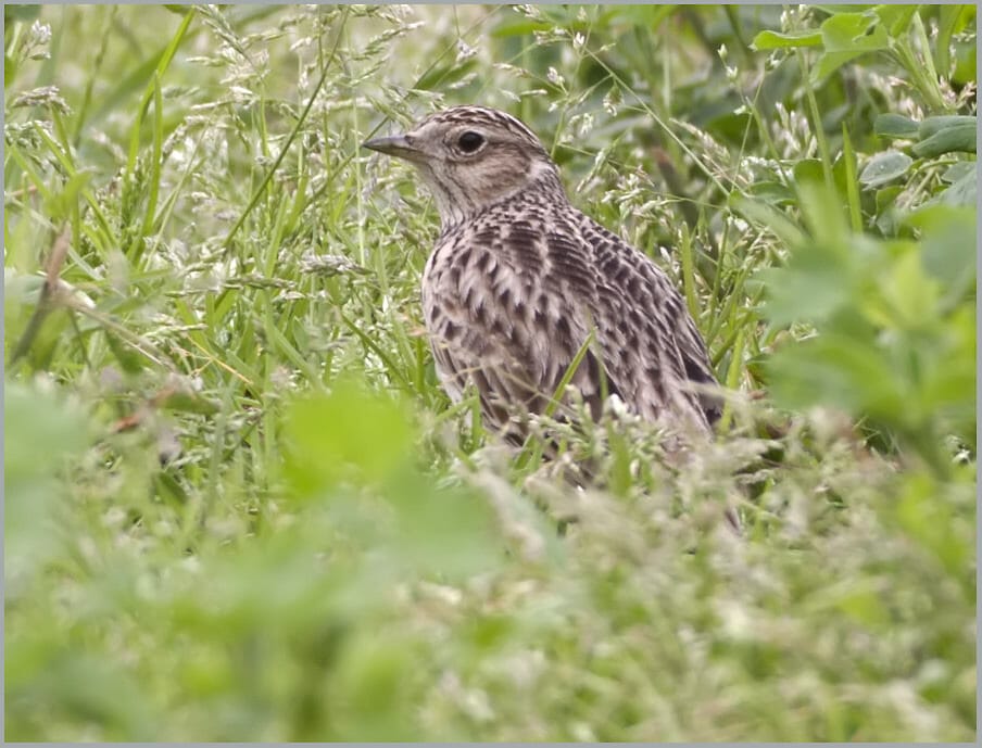 Oriental Skylark Alauda gulgula 