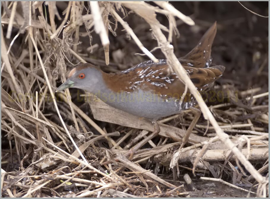 Baillon's Crake perching on reeds