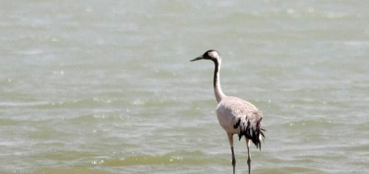 Common Crane standing on ground near shoreline