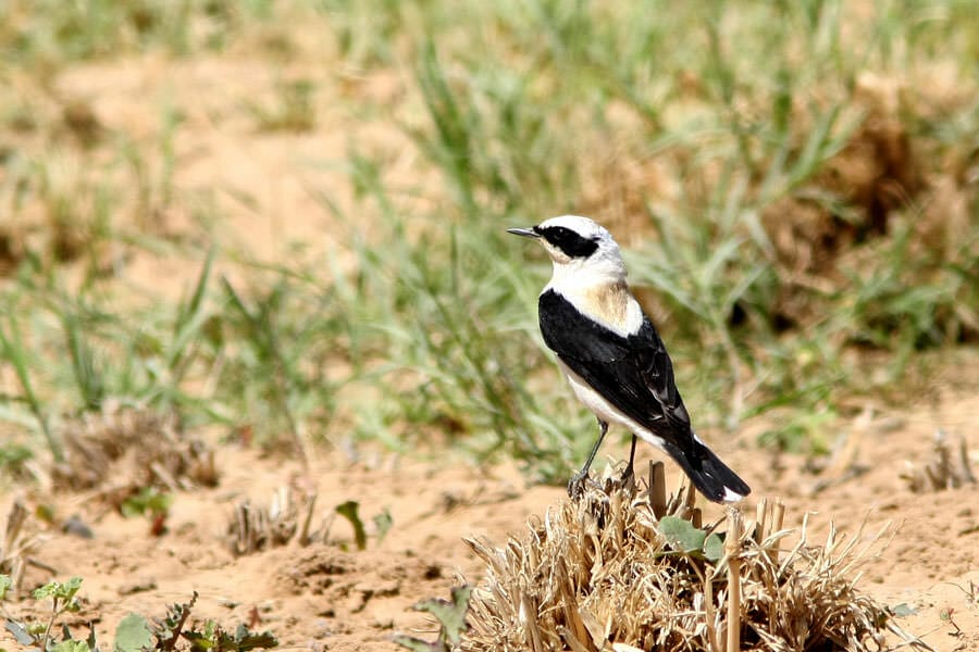 Eastern Black-eared Wheatear perched on a stub