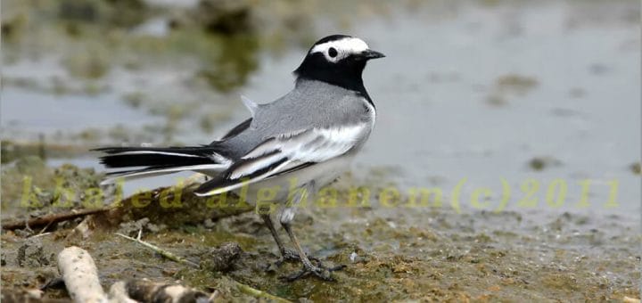 Masked Wagtail standing on the ground