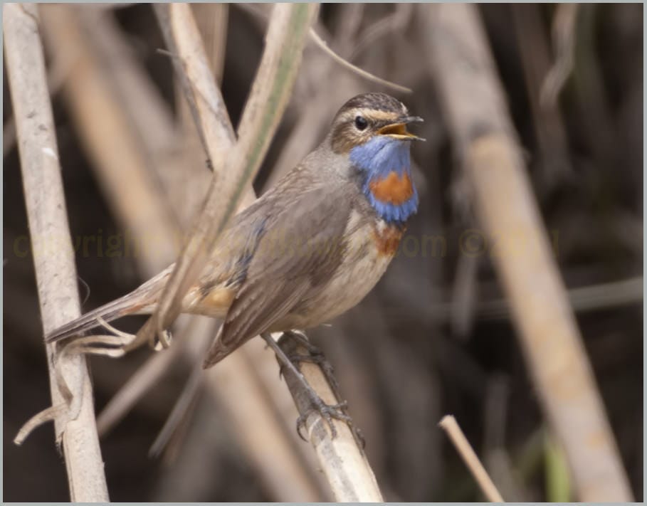 Red-spotted Bluethroat Luscinia svecica