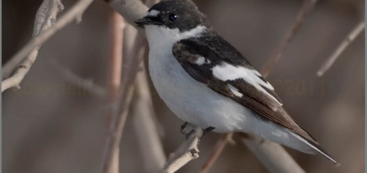 Semi-collared Flycatcher perched on a branch of a tree