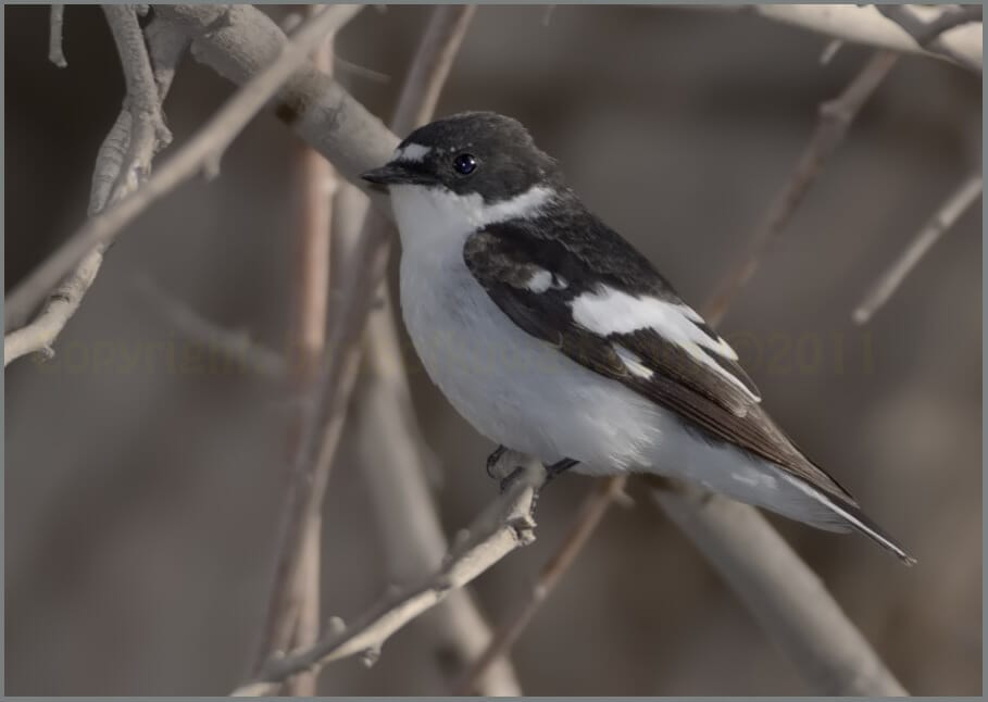 Semi-collared Flycatcher perched on a branch of a tree