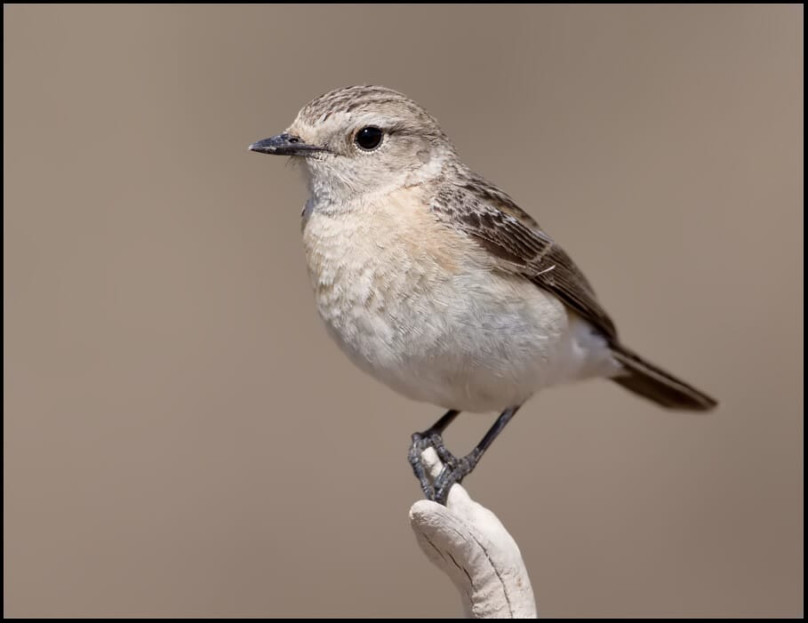 Siberian Stonechat Saxicola maurus 