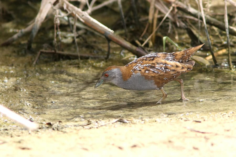 Baillon's Crake perching on ground
