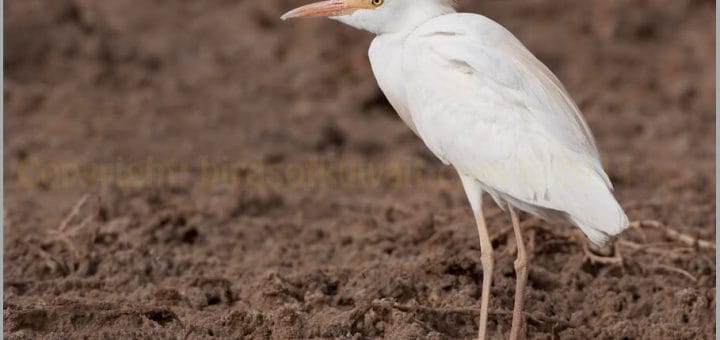 Western Cattle Egret standing on the ground