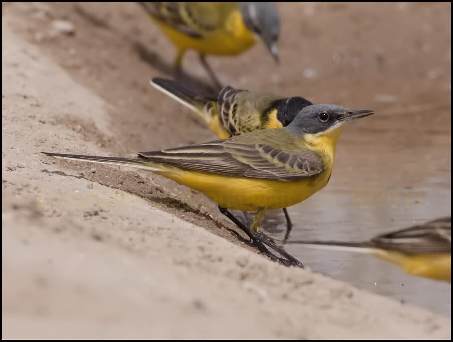 Grey-headed Wagtail Motacilla (flava) thunbergi 