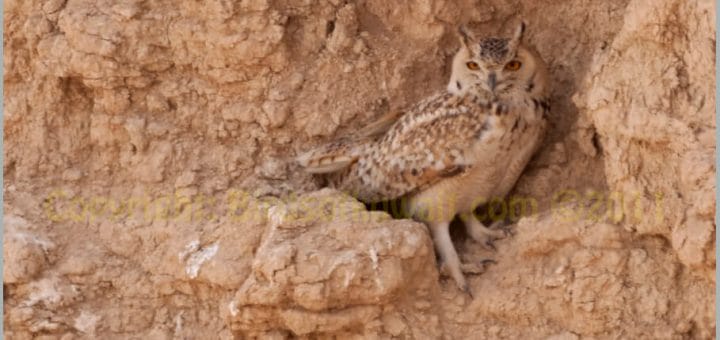 Pharaoh Eagle OwL perched on a rock crevice