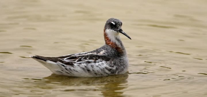 Red-necked Phalarope swimming in water