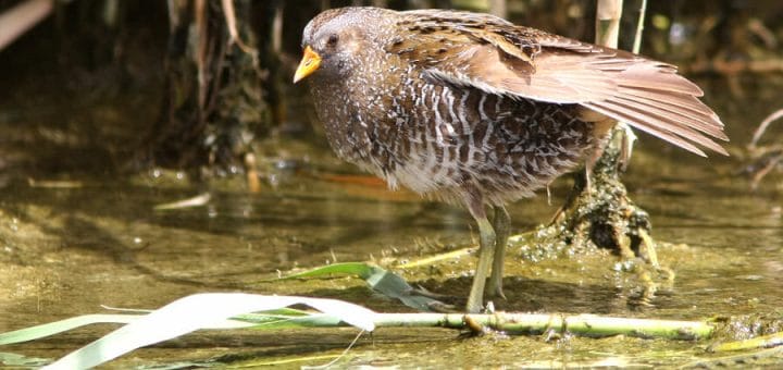 Spotted Crake standing in water