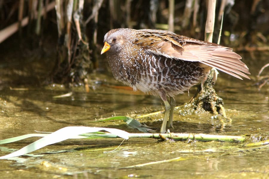 Spotted Crake standing in water