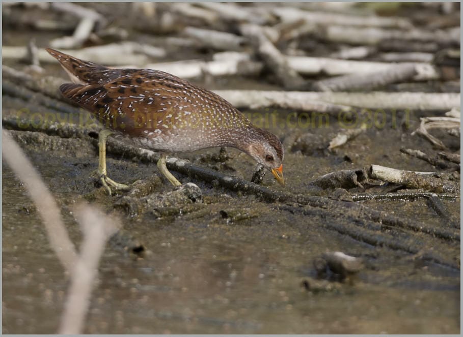 Spotted Crake Porzana porzana 