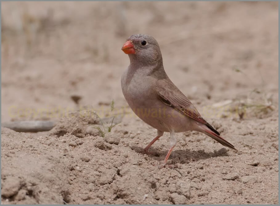 Trumpeter Finch Bucanetes githagineus 