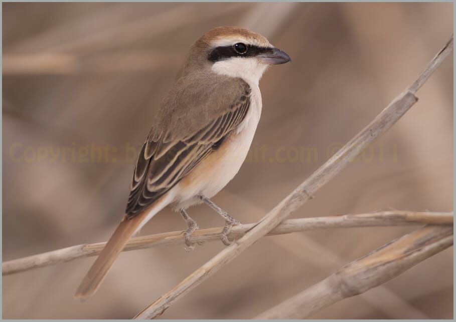 Red-tailed Shrike perching on a reed stem