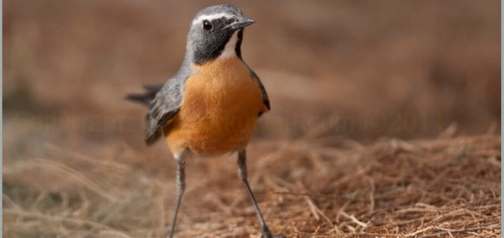 White-throated Robin standing on the ground