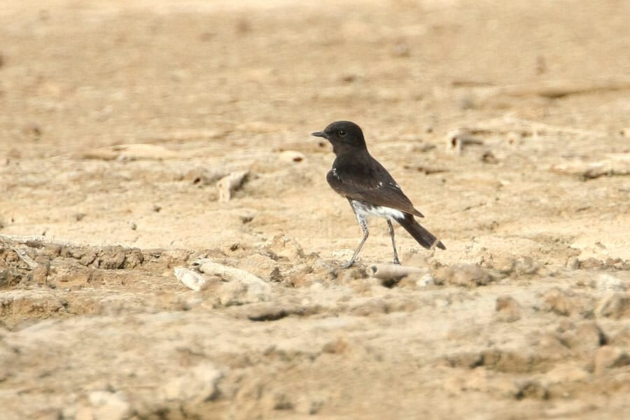 Pied Bush Chat Saxicola caprata