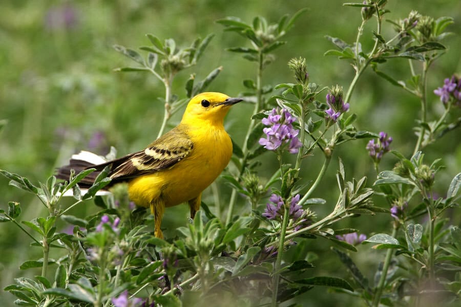 Yellow-headed Wagtail standing on the ground