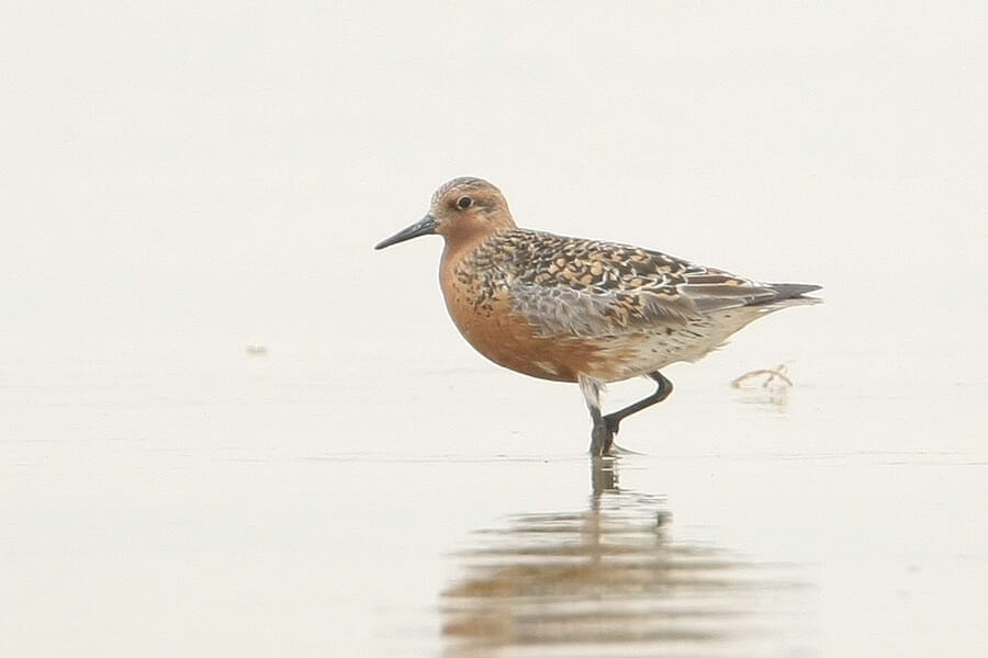 Red Knot wading in water