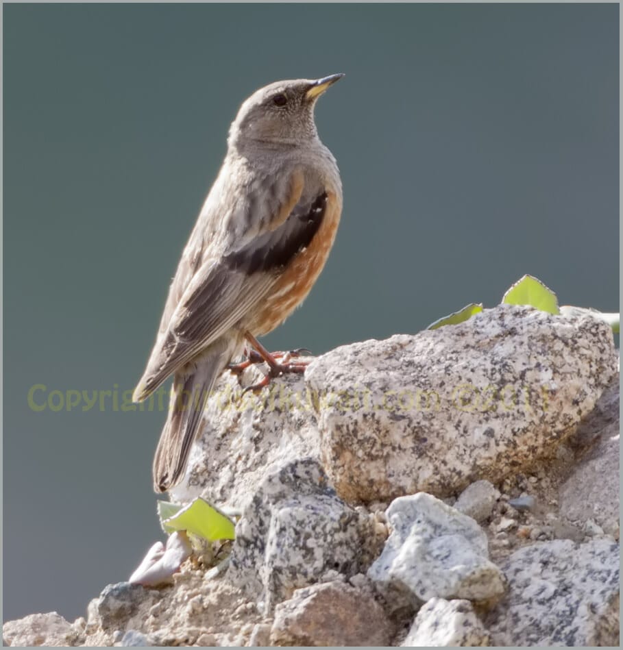 Alpine Accentor Prunella collaris