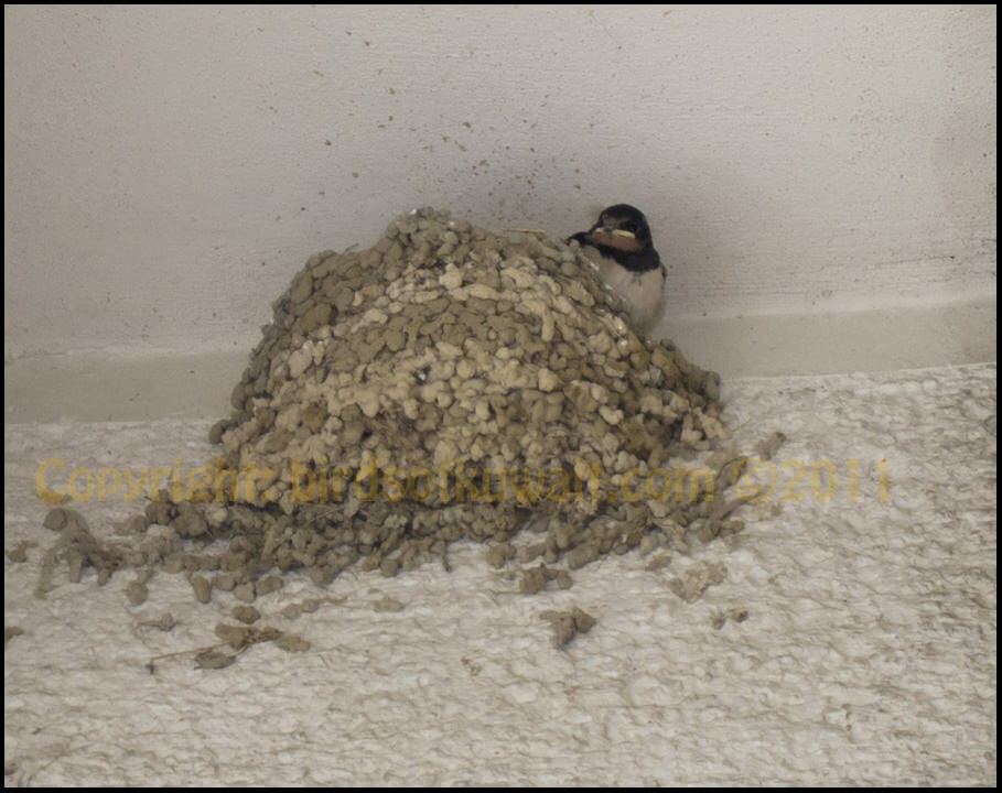 Barn Swallow nest at Caykara