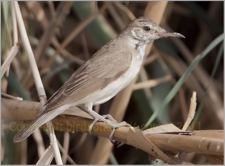 Basra Reed Warbler Acrocephalus griseldis 