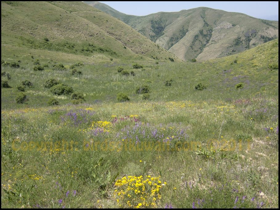 Breeding habitat of Whinchat