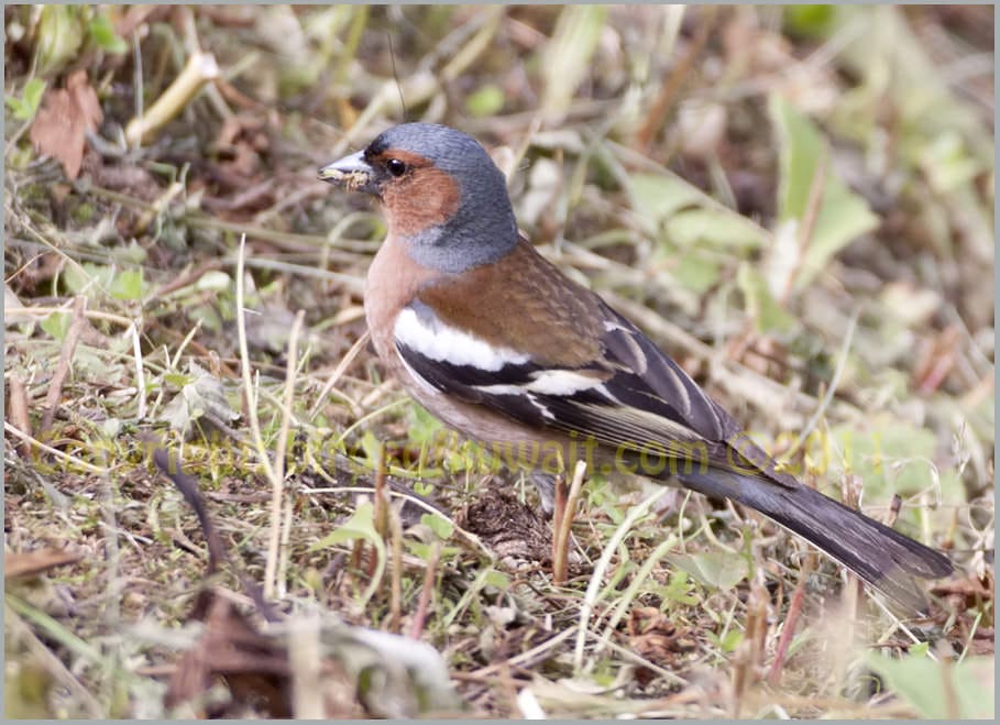 Common Chaffinch Fringilla coelebs