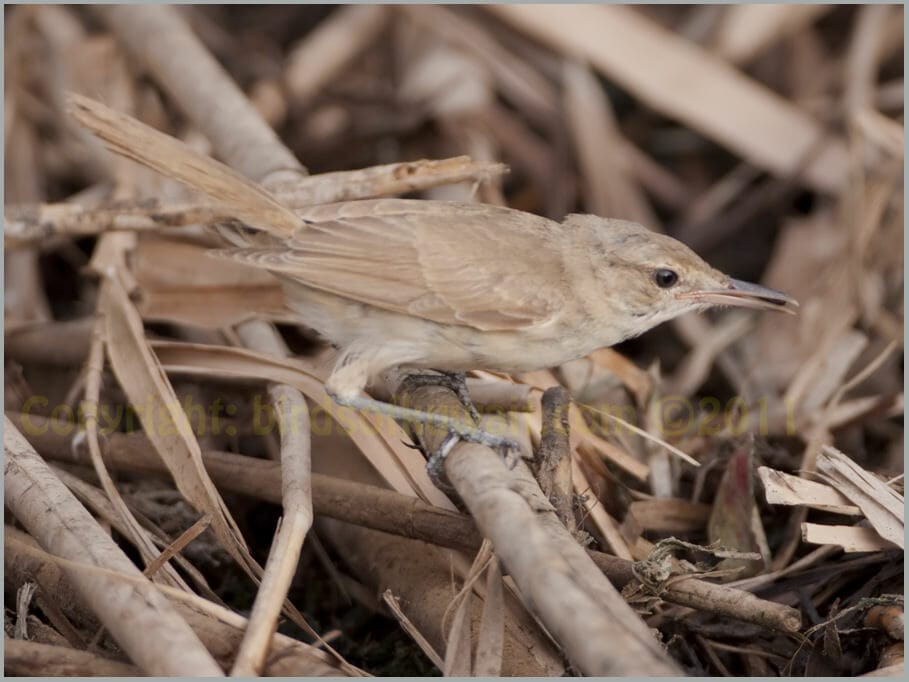 Indian Reed Warbler Acrocephalus (stentoreus) brunnescens