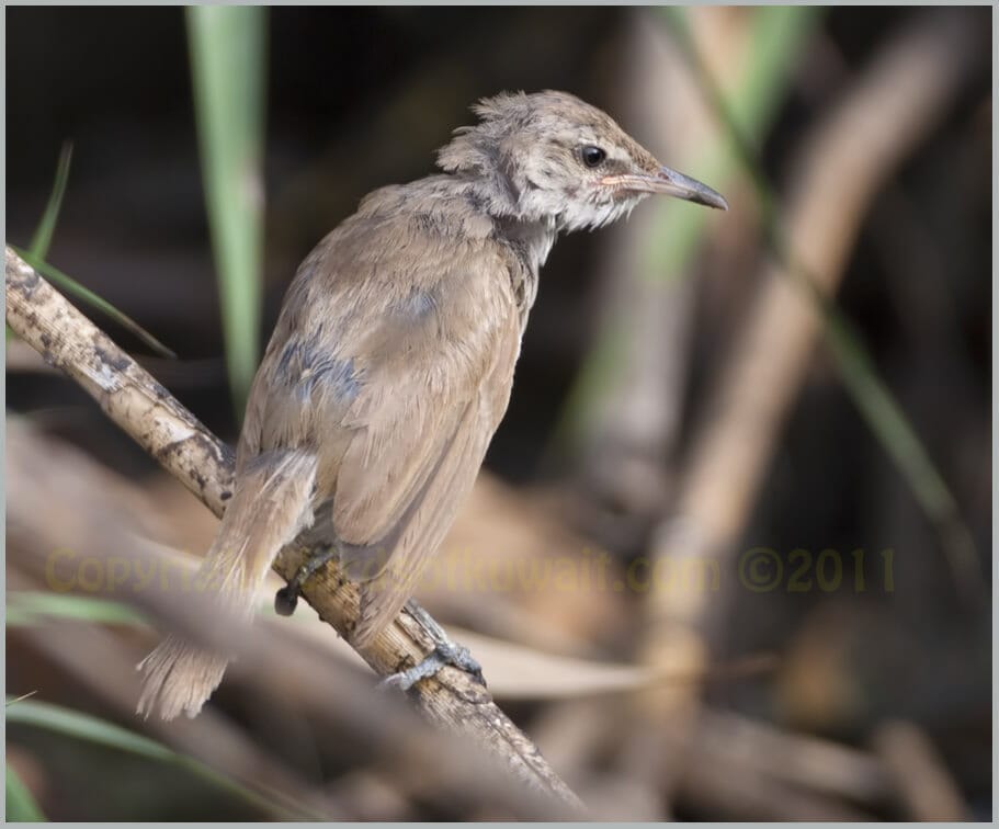 Indian Reed Warbler	 Acrocephalus (stentoreus) brunnescens 