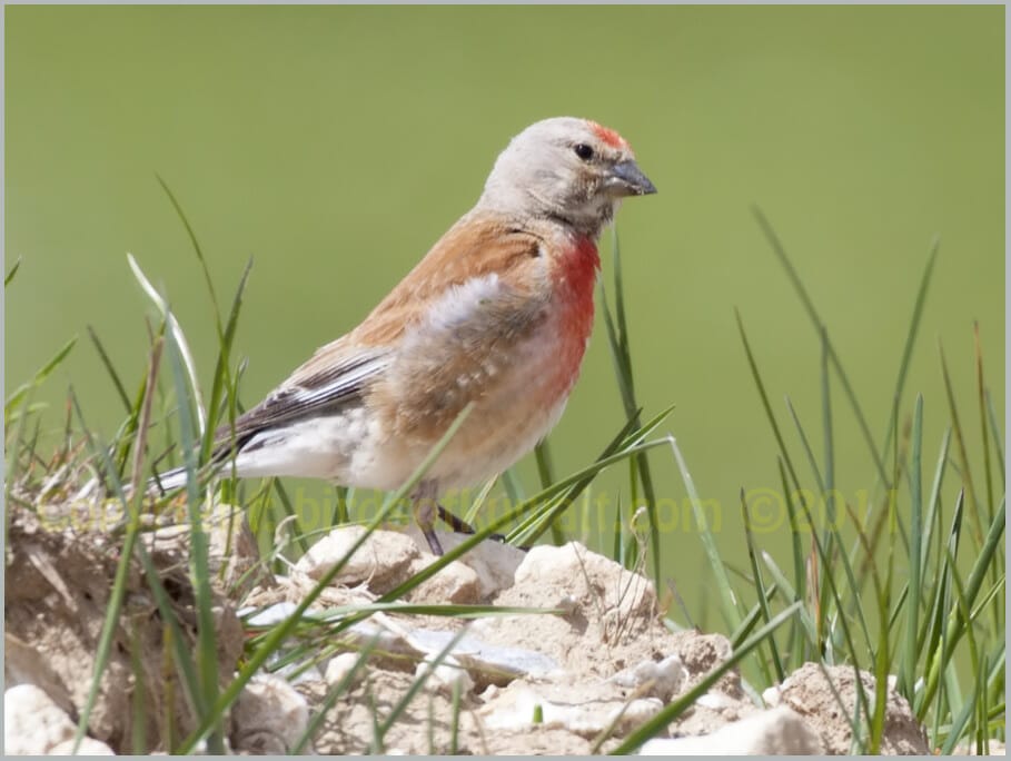 Common Linnet Carduelis cannabina